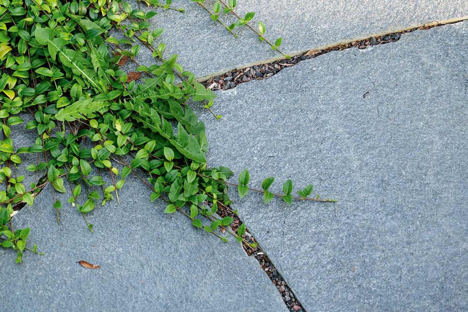 Nordisch Dark / Nordisch Silver: Der neue Schiefer aus den Landschaften Norwegens bringt die natürliche Schönheit seiner Heimat vollendet zum Ausdruck. Wildformplatten verleihen dabei dem Garten ein unverwechselbares, rustikales Flair. Die Bodenplatten eignen sich vorbildlich für besonders stilvolle, robuste und langlebige Bodenbeläge. Auch als Poolrandplatten werden sie zum luxuriösen und sicheren Rahmen eines Pools. Die spezielle Textur von Nordischem Schiefer fängt das Licht ein und reflektiert es in subtilem Glanz. Foto: Nordisch Silver.
www.atlas-natursteine.ch